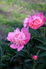 bush with pink peonies against a blurred background