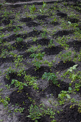 rows in the vegetable garden with fresh seedlings. - 536442677