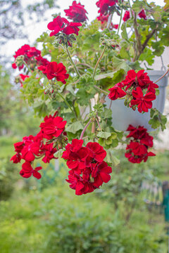 flower red pelargonium in a flowerpot hanging on the wall of the house