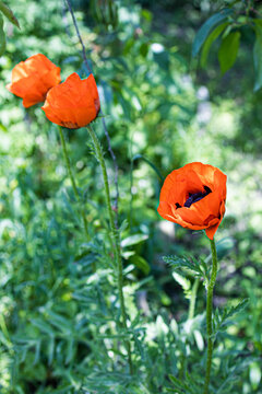 poppy flowers in the garden-field