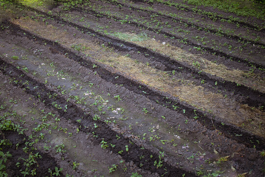 rows in the vegetable garden with fresh seedlings.