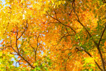 冠嶽神社の周辺の紅葉
