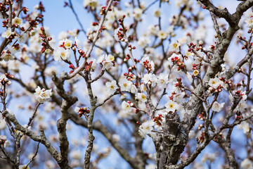 吉野公園の白梅の花	