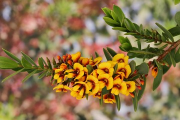 Isolated stem of Egg and Bacon Plant (Eutaxia obovata) flowers and foliage