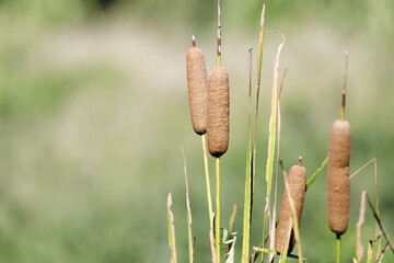 ガマの花穂と茎に擬態するカマキリ