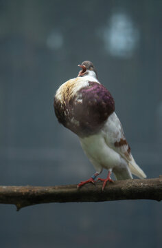 Pigeon bird inhaling air in blue dark background