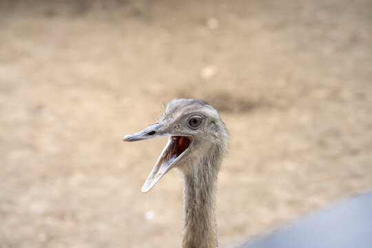 Ostrich making sound