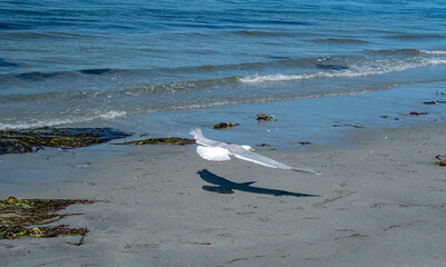Fototapeta na wymiar Seagull flying very low over beach