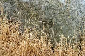 Nature texture-dry grass against large rock