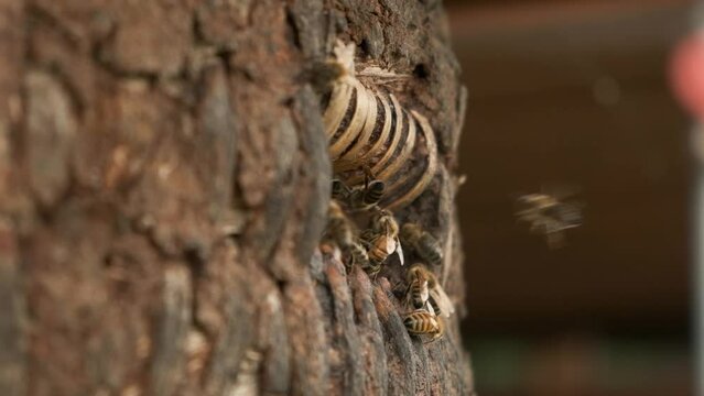 Honigbienen fliegen um Bienenstock auf Wiese, Slow-motion
