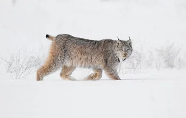 Fotobehang Lynx lynx in snow