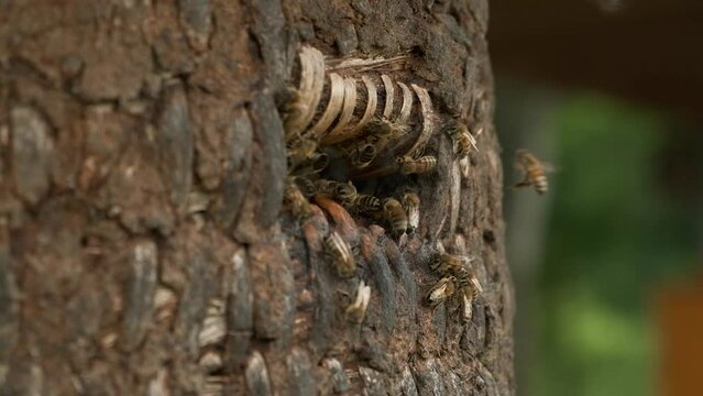 Honigbienen fliegen um Bienenstock auf Wiese, Slow-motion