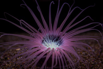 イソギンチャク