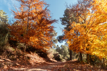 Obraz premium São Lourenço Beech Tree Forest, pathway leaves fall in ground landscape on autumnal background in November, Manteigas, Serra da Estrela, Portugal.