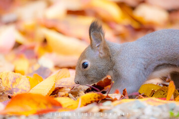 エゾリスと落ち葉