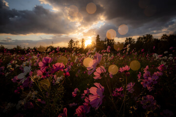 コスモスと夕日