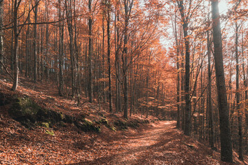 São Lourenço Beech Tree Forest, pathway leaves fall in ground landscape on autumnal background in November, Manteigas, Serra da Estrela, Portugal.