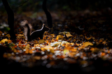 エゾリスと落ち葉