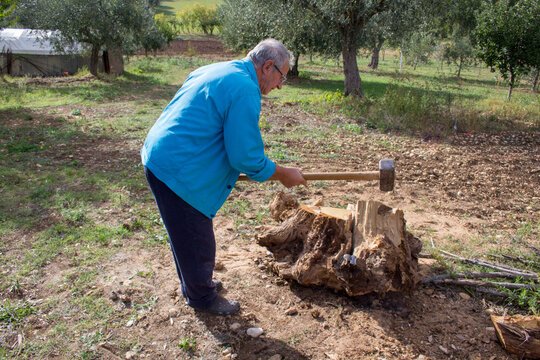 Old gentleman who with a large hammer and wedges breaks a log of wood. Preparation for the winter due to the expensive gas for heating

