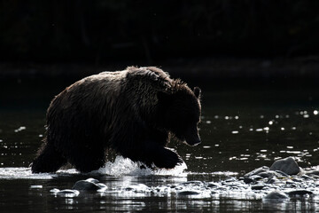 bear in water