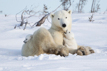 polar bear mom and cubs in the snow