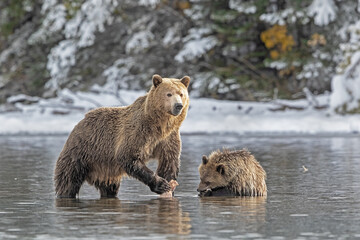 brown bear cub with grizzly mom in water