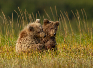 Grizzly cubs in the grass