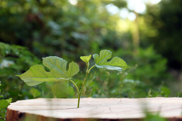 Green seedling growing out of stump outdoors on sunny day. New life concept