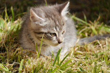 A fluffy gray kitten on a green lawn, looking into the distance.
