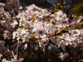 cherry blossom
