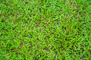 grass field background, green nature