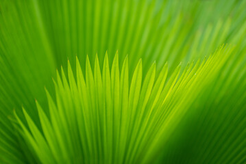 soft focus with green leaves natural background wallpaper, texture of leaf, leaves with space for text