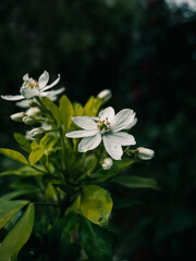 White flower