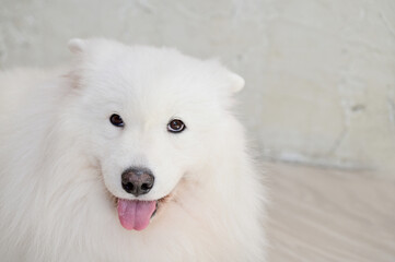 Closeup of Foreign Dogs Breeds lying on the cement floor Inside a pet shop in Thailand.