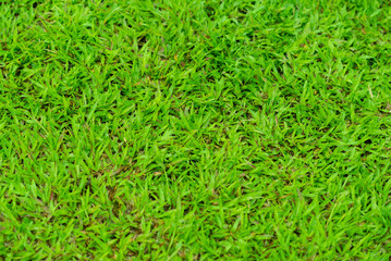 Green grass background, football field