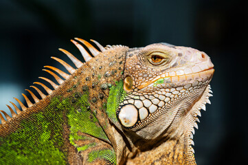 lizard, animal, green lizard with blur background