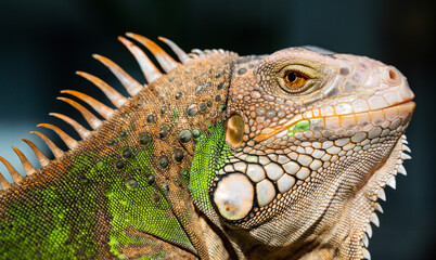 lizard, animal, green lizard with blur background