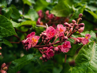 Flowers in the garden