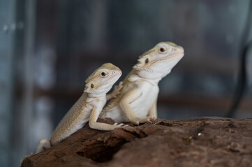 bearded dragon on ground with blur background