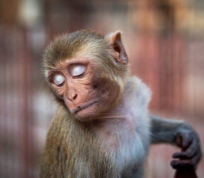 Monkey with close eyes at temple in Jaipur, India