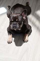 Closeup of Foreign Dogs Breeds lying on the cement floor Inside a pet shop in Thailand.