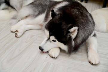 Closeup of Foreign Dogs Breeds lying on the cement floor Inside a pet shop in Thailand.