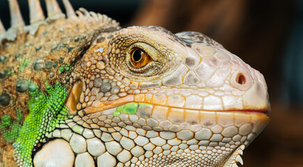 lizard, animal, green lizard with blur background