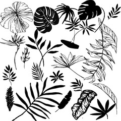 tropical black leafs