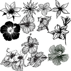 tropical florals line work