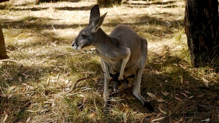 kangaroo in the grass
