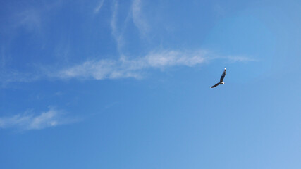 bird soaring in the blue sky