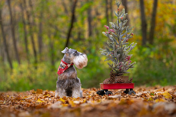 dog in the forest with little christmas tree in a red wagon