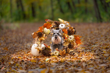 dog with fall autumn wreath decoration in forest