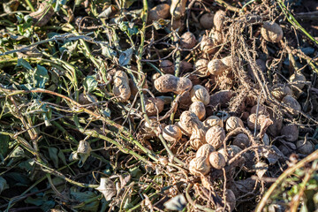 Peanuts in field close up